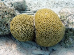 Symetrical and Grooved Brain coral